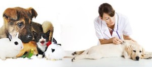 clinica-veterinaria-urgencias-madrid